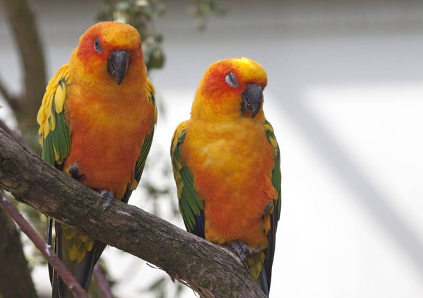 Два сонячних папуги (Aratinga solstitialis) сидять на гілці
 - Фото, зображення