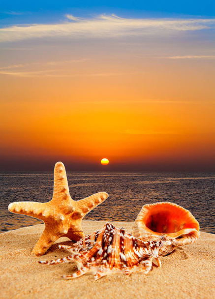meri kuori hiekkarannalla auringonlaskun aikaan
 - Valokuva, kuva