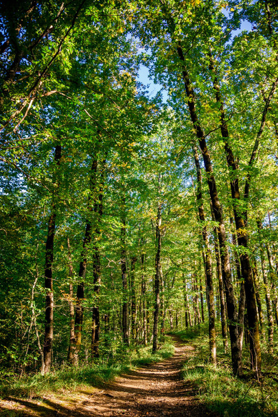 Kaunis vihreä metsä. Metsäpolun maisema
 - Valokuva, kuva