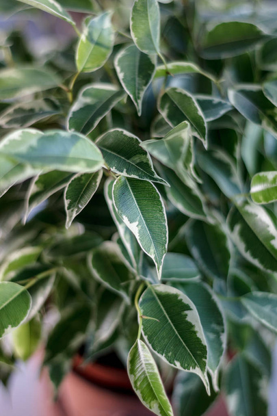 vista de cerca de ficus benjamina hojas rizadas
 - Foto, imagen