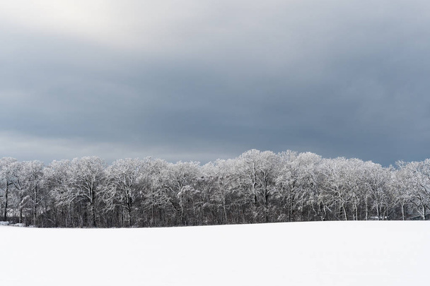 Las pokryty śniegiem - Zdjęcie, obraz