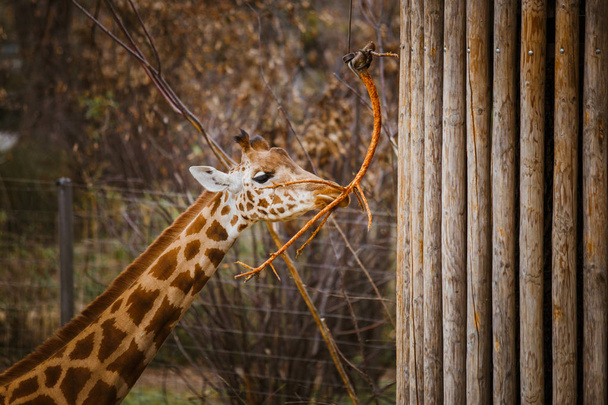 kordofan giraffe eats leaves from a branch tied to a pillar rope - Foto, Bild