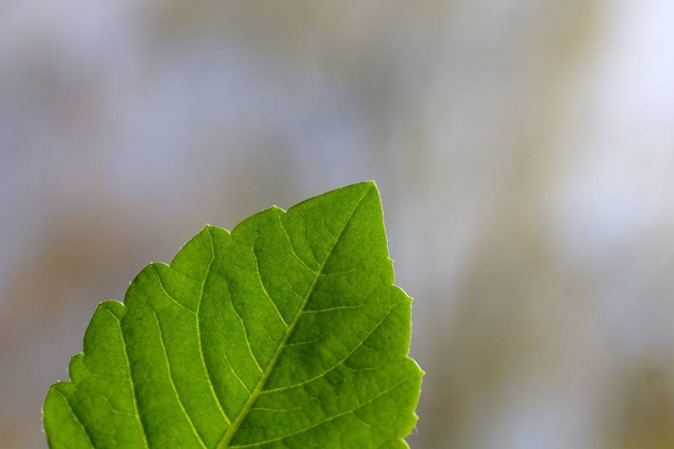 Closeup of green leaf on blurred background  - Foto, Bild