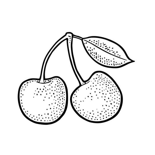 Whole and half cherry with leaf. Vector vintage engraving - Vector, Image