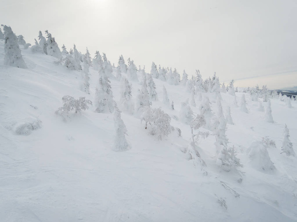 neve sulla collina e nella foresta in Giappone
 - Foto, immagini