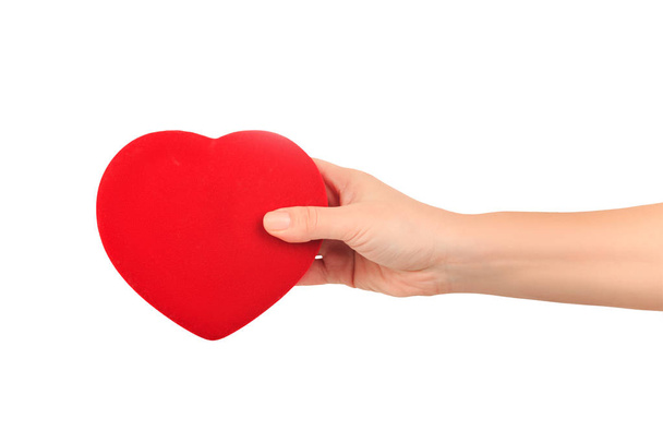 female hand holding a bright red heart - 写真・画像
