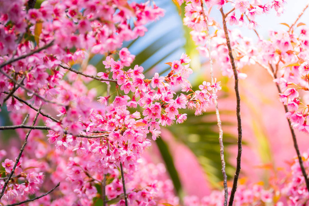 Flores Sakura florecen en Chiang Mai, Tailandia
 - Foto, imagen