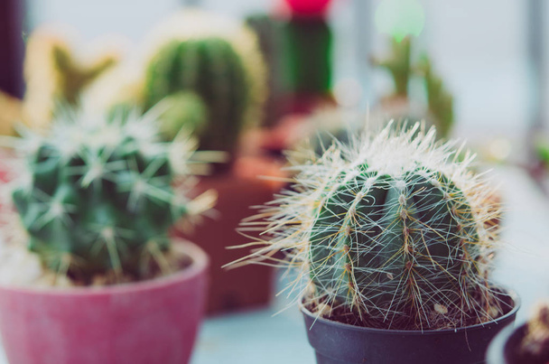 Kakteentopf mit Kaktus auf dem Tisch. - Foto, Bild