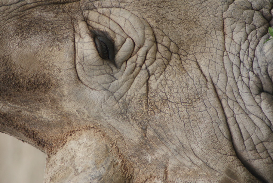 Southern White Rhinoceros - Ceratotherium simum - Zdjęcie, obraz