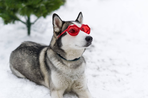 Ładny huskies pies z czerwone okulary na oczy. - Zdjęcie, obraz