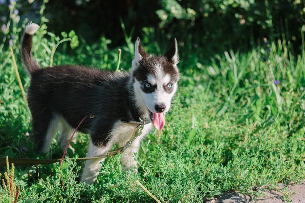 retrato del perrito husky en la hierba verde. - Foto, imagen