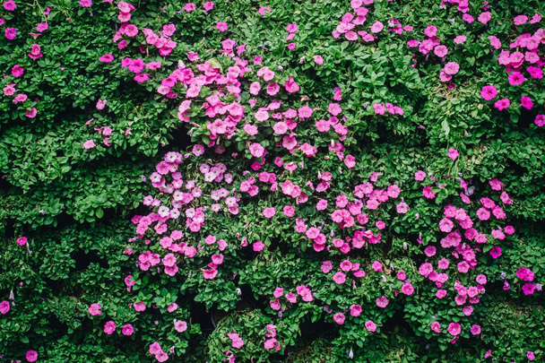 Bahar zaman Bahçe en güzel Petunya çiçek - Fotoğraf, Görsel