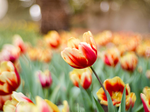 Barevné tulipány květiny v zahradě. Krásnou kytici tuli - Fotografie, Obrázek