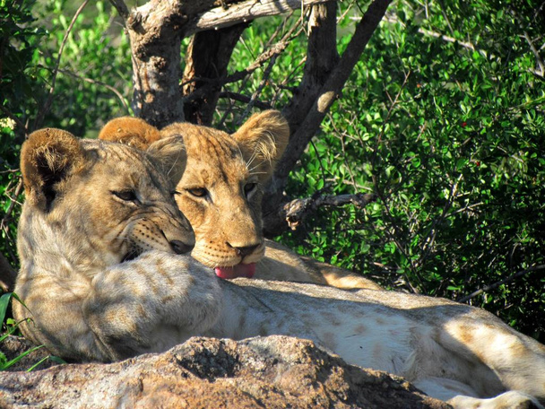 Lion cub het verzorgen van haar broer/zus - Foto, afbeelding