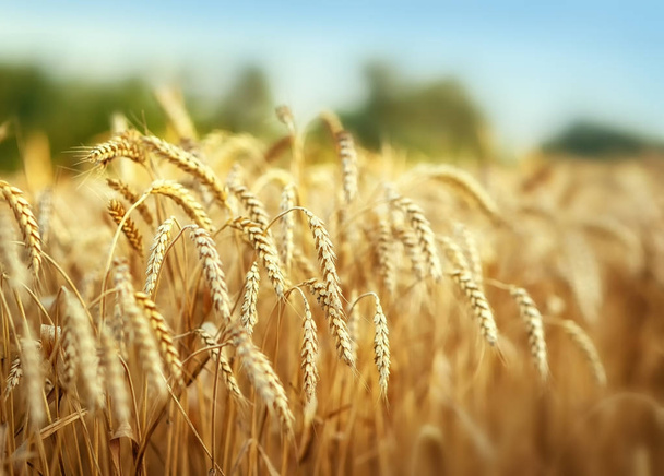 Пшеничне поле влітку
 - Фото, зображення