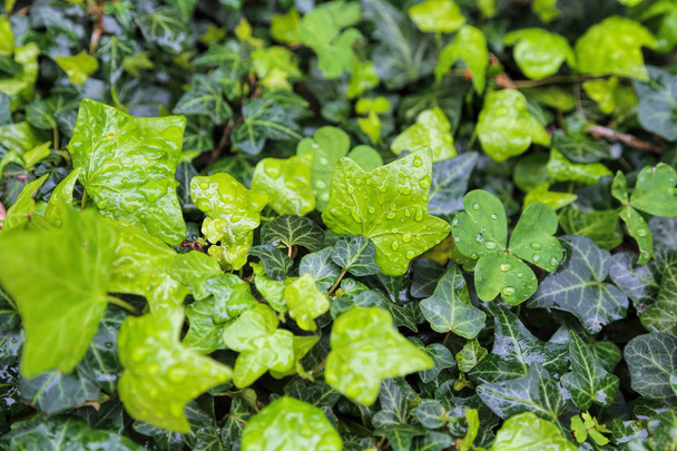 Крупный план влажных растений с капельками воды, естественный ярко-зеленый фон
 - Фото, изображение