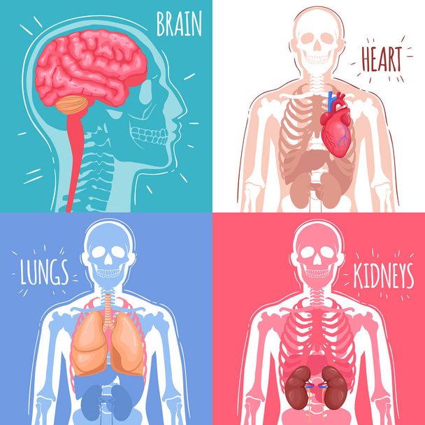 Human Internal Organs Design Concept - Вектор,изображение