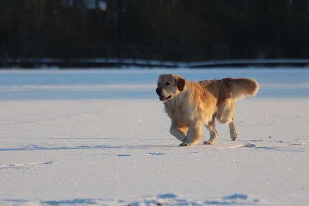 Golden Retriever  is walking. Winter.  - Valokuva, kuva