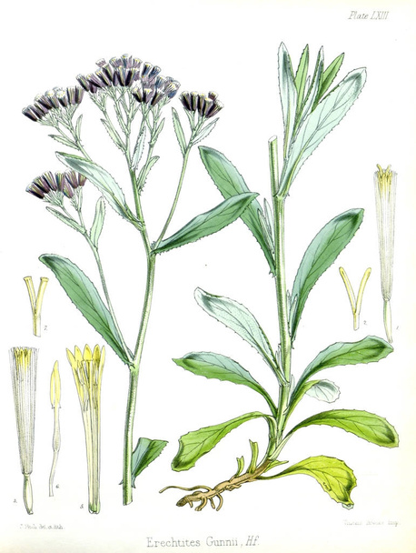 Illustratie van palnt. De plantkunde van de Antarctische reis van H.M. - Foto, afbeelding