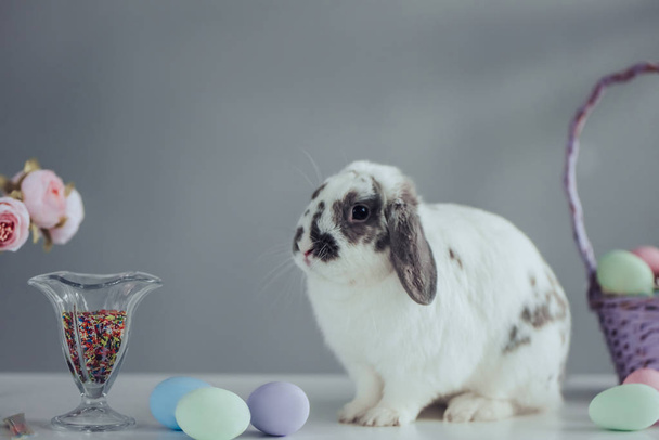 Cute Easter bunny  - Valokuva, kuva