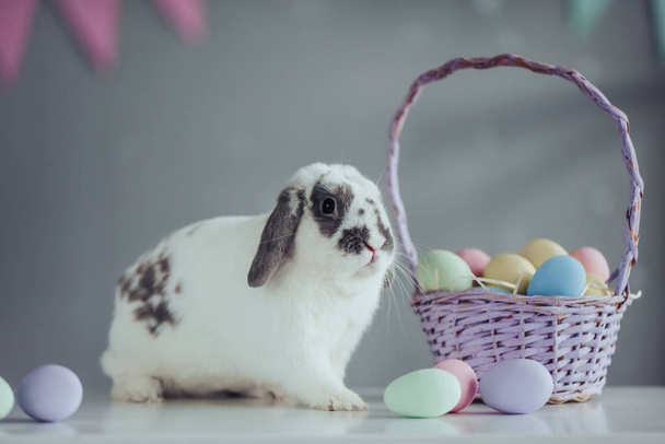 Cute Easter bunny  - Photo, image