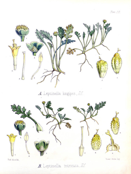 Illustratie van palnt. De plantkunde van de Antarctische reis van H.M. - Foto, afbeelding