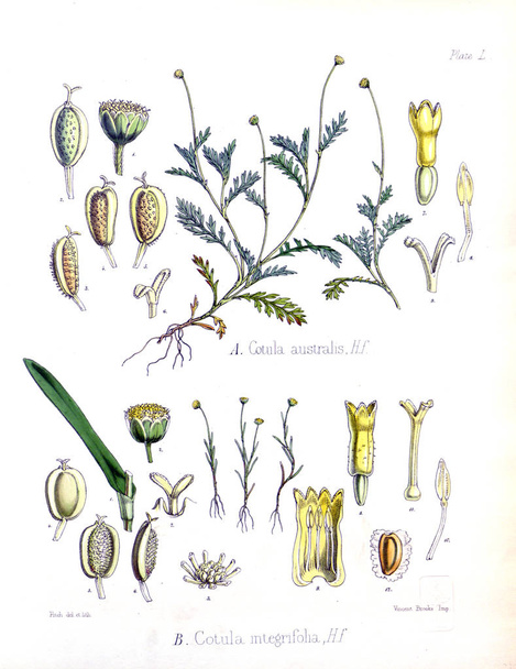 Ilustração de palnt. A botânica da viagem antártica de H.M.
. - Foto, Imagem