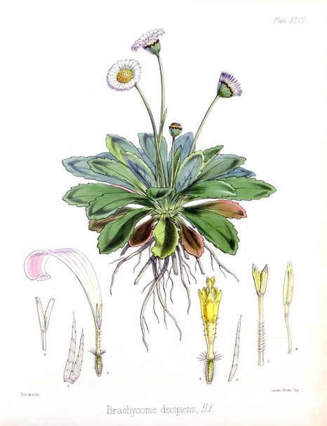 Illustration von Palnt. die Botanik der antarktischen Reise von h.m. - Foto, Bild