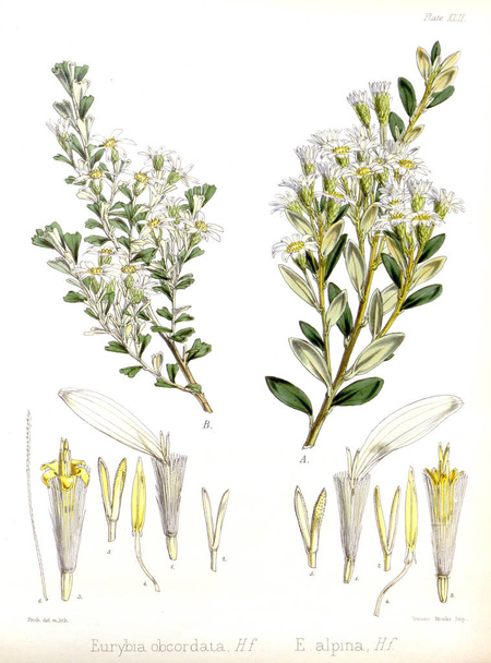 Ilustração de palnt. A botânica da viagem antártica de H.M.
. - Foto, Imagem