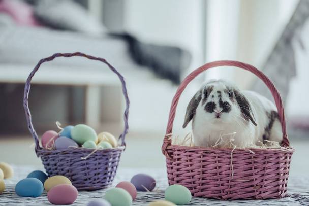 Cute Easter bunny  - Photo, Image
