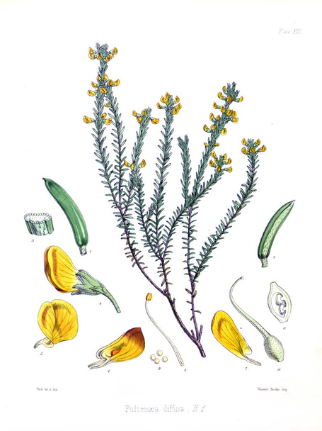 Illustration de palnt. La botanique du voyage antarctique de S.M.
. - Photo, image