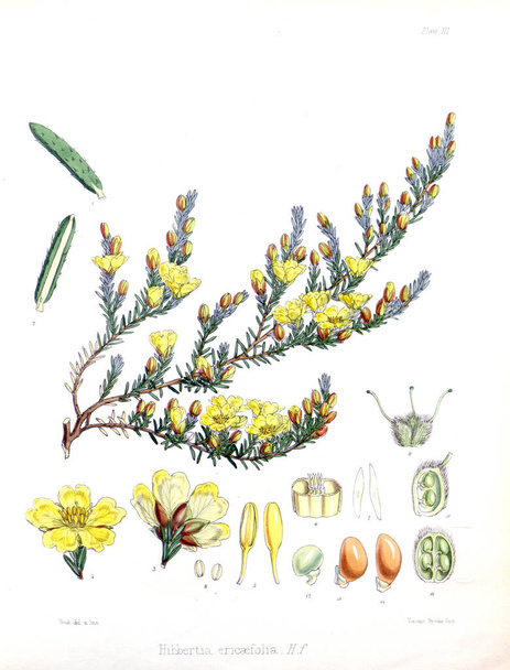 Illustration von Palnt. die Botanik der antarktischen Reise von h.m. - Foto, Bild