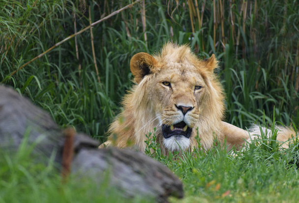 muotokuva nuori leijona lepää pensaassa
 - Valokuva, kuva