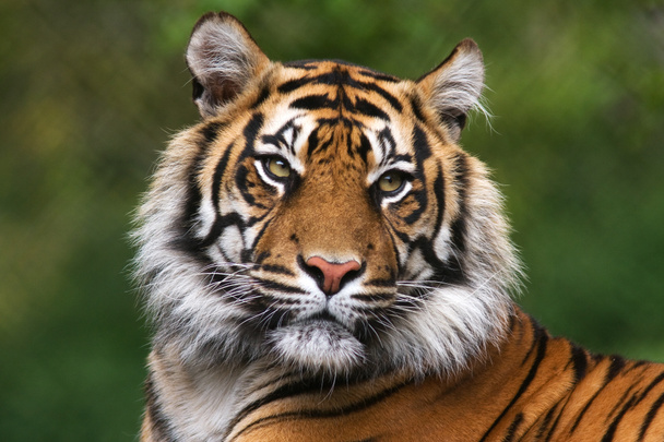 λεπτομερές πορτρέτο μιας τίγρης benegal - Φωτογραφία, εικόνα