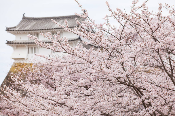 Japón Castillo de Himeji, Castillo de Garza Blanca en hermosa temporada de flores de cerezo sakura
 - Foto, Imagen