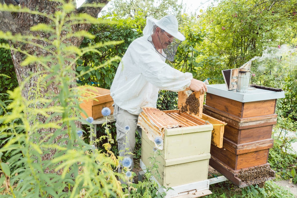 Apicultor trabajando con abejas en casa
 - Foto, imagen