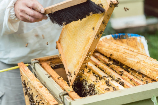 Apiculteur brossant les abeilles de nid d'abeille
 - Photo, image