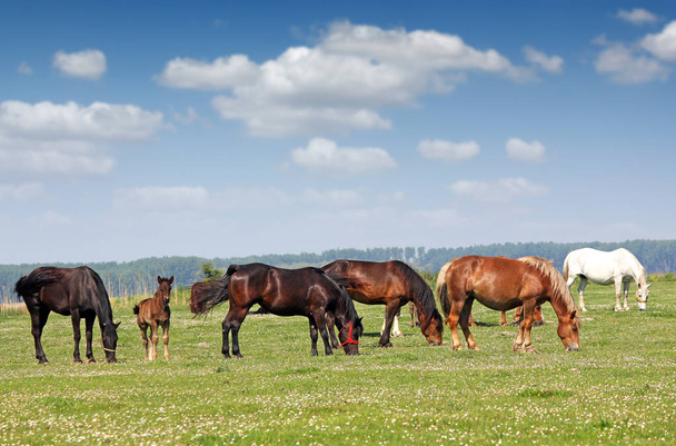 herd of horses in pasture spring season - Foto, imagen