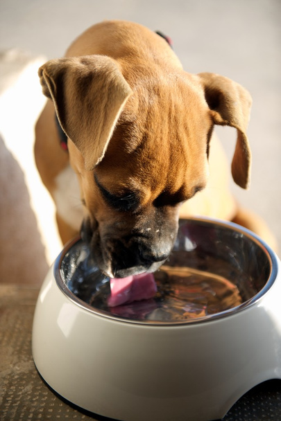 dişi boxer köpek onu kase temiz bir yemekten sonra yalama - Fotoğraf, Görsel