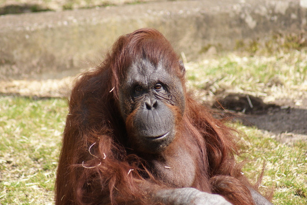 Orangután borneano - Pongo pygmaeus
 - Foto, imagen