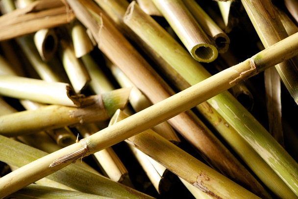 Couper la canne de rivière ou le bambou
 - Photo, image