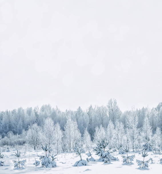  Bosque de invierno congelado con árboles cubiertos de nieve. - Foto, Imagen