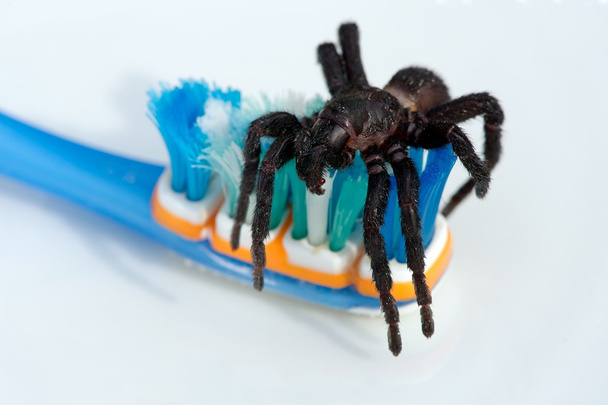 Tarantola sullo spazzolino da denti, che illustra alito cattivo o alito mattutino
 - Foto, immagini