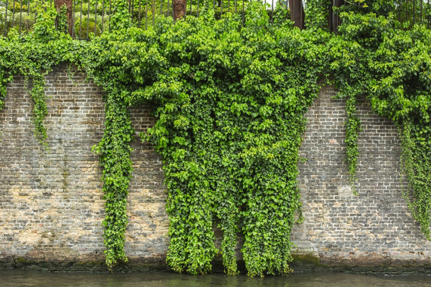 The green ivy on a stone wall - Фото, зображення