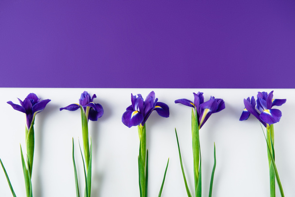 top view of iris flowers on halved iris and white surface - Valokuva, kuva