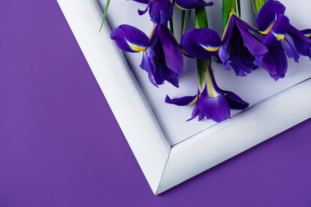 top view of iris flowers on white frame on purple surface - Foto, Bild