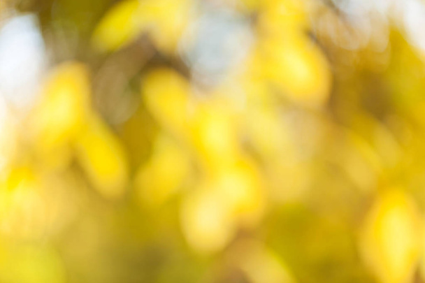 Autumn blurred background - Photo, Image