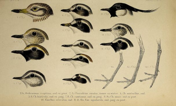 Głowy ptaka. De dieren van Nederland: Gewervelde dieren - Zdjęcie, obraz