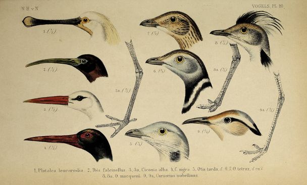 Głowy ptaka. De dieren van Nederland: Gewervelde dieren - Zdjęcie, obraz