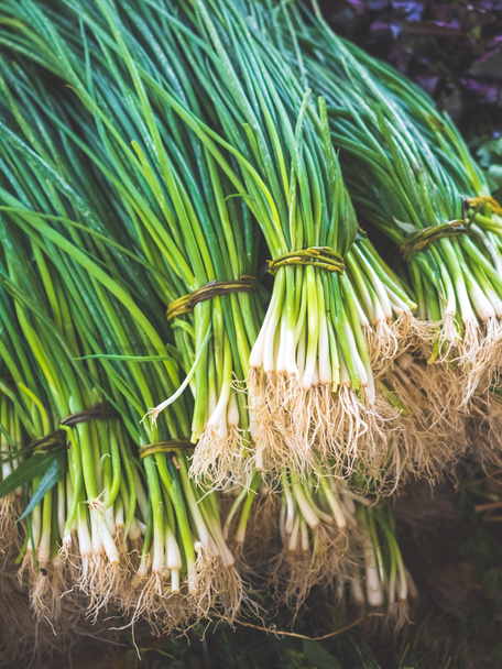 green onions - Photo, Image